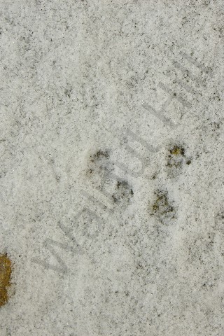 Walnut Hill Tracking & Nature Center
